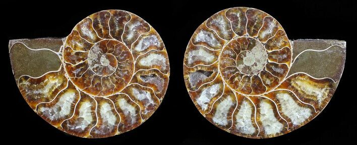 Polished Ammonite Pair - Agatized #59436